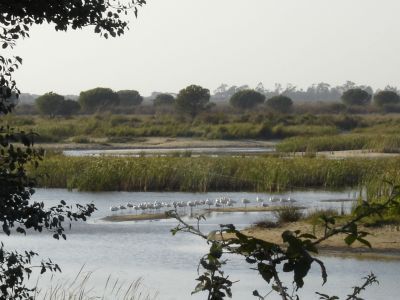 Pesca ilegal en Doñana