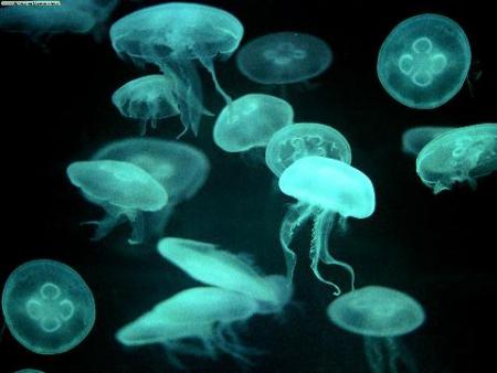 Medusas peligrosas para el hombre en las costas del estrecho