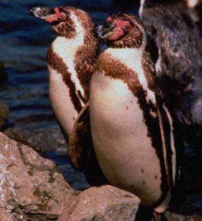 Reserva para salvar a los pingüinos de Humboldt en Perú