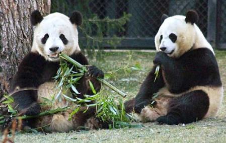 Reserva mundial de pandas