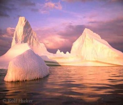 Océanos Ártico y Antártico: compartiendo especies