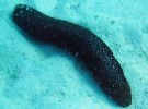 Los «pepinos de mar» poseen una sustancia anticancerígena