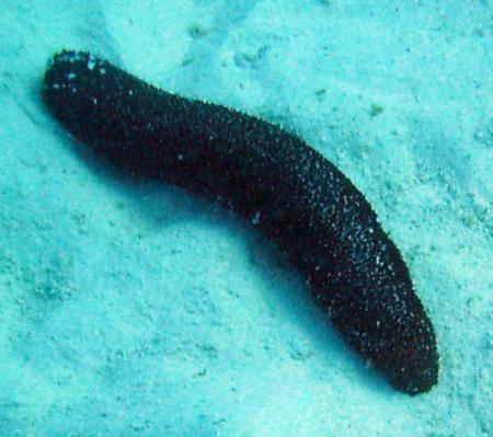 Los «pepinos de mar» poseen una sustancia anticancerígena