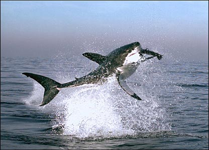 El Tiburón Blanco (<em>Carcharodon carcarcharias</em>)