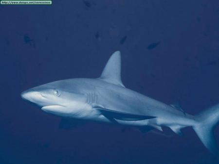 Oceana contra el cercenamiento de aletas de tiburón