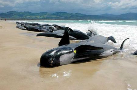 De nuevo seis ballenas varadas en las costas australianas