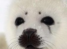 Rusia prohibe la matanza de focas en el mar Blanco