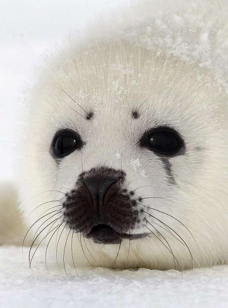 Los ecologistas a por los cazadores de focas