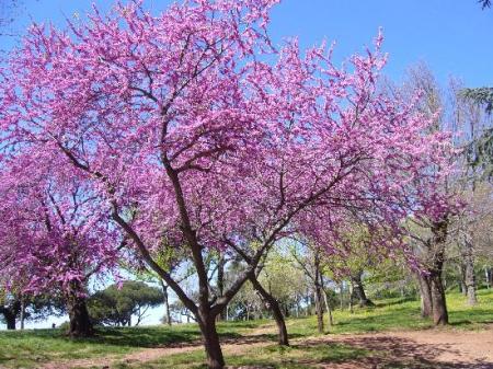 La Semana Santa comenzará con temperaturas agradables