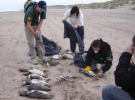 1.200 pingüinos son hallados muertos en las costas chilenas