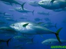 El atún rojo al borde de la desaparición