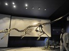 <em>Austroraptor cabazai</em>, el raptor gigante de la Patagonia