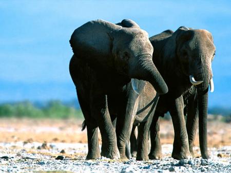 37.000 elefantes mueren al año en cazas ilegales
