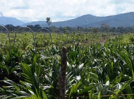 La paradoja colombiana