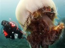 Invasión de medusas gigantes
