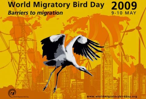 ¿Qué es el Día Mundial de las Aves Migratorias?