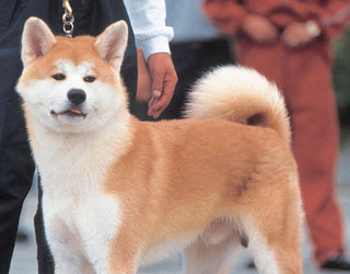 Mis razas favoritas de perros: Akita, Airedale Terrier, Afghan Hound