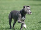 Mis razas favoritas de perros: American Pit Bull, Basset Hound, Bearded Collie, Beagle