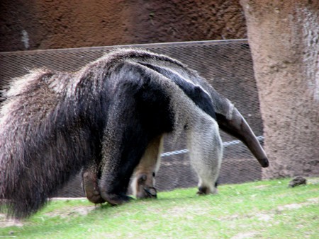 Nació una cría de oso hormiguero en cautiverio