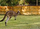 Tribunal suspendió la matanza de canguros en Australia