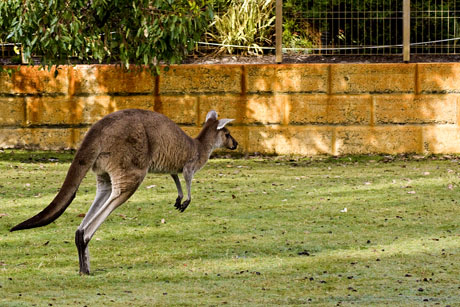Tribunal suspendió la matanza de canguros en Australia