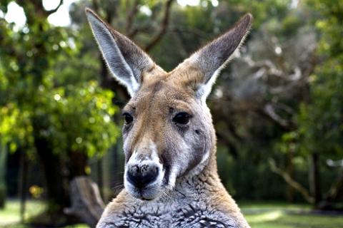 Sacrificarán miles de canguros en Australia