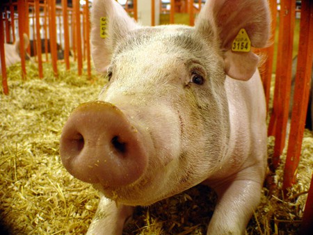 FAO pide investigar a los cerdos
