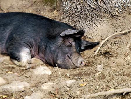 Pusieron en cuarentena al único cerdo de Afganistán