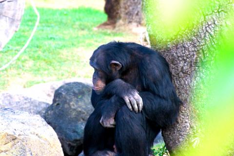 Chimpancé que atacó a mujer en Connecticut habría ingerido Xanax