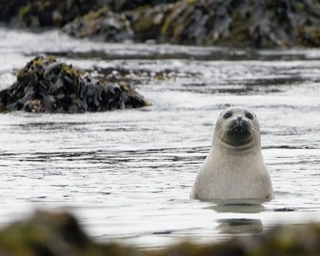 Europa limita la matanza de focas para fines comerciales