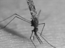 <em>Aedes aegypti</em>, Vector de la Fiebre del Dengue