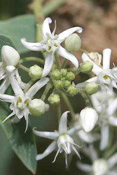 <em>Cynanchum acutum</em>, hierba Mediterránea