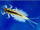 Algunos insectos acuáticos y su forma de respirar