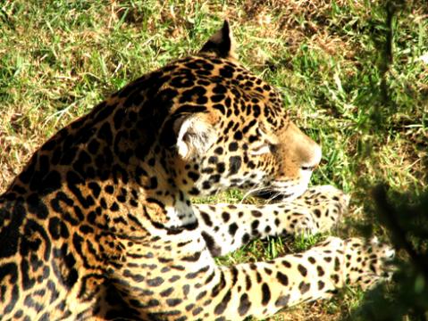 Rescatan a un jaguar encerrado en una casa abandonada