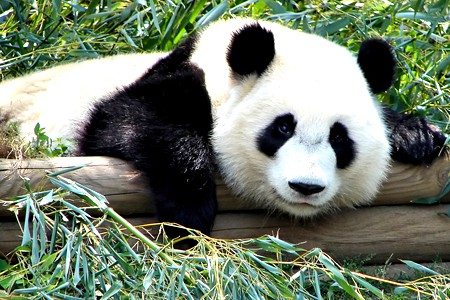 Seis pandas llegaron al zoológico de Beijing