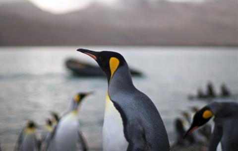 El primer «Pingüitón» de la historia