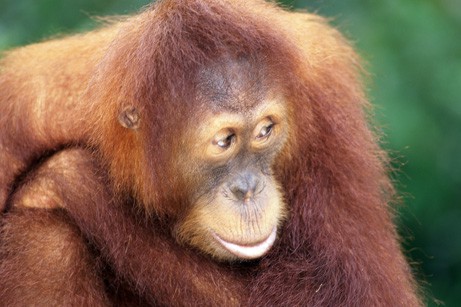 La deforestación agrava la existencia de 84% de primates en Indonesia