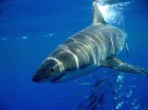 El tiburón blanco, un cazador inteligente