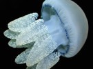Población de medusas, cada vez mayor