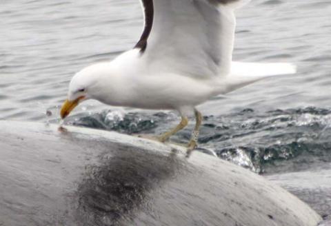 Gaviotas amenazan a las ballenas en Argentina