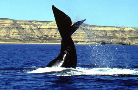 El Parlamento Europeo exige prohibir la caza de ballenas con fines científicos