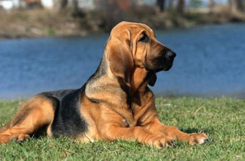 Mis razas favoritas de perros: Bloodhound, Chihuahua, Flat Coated Retriever, German Shepherd