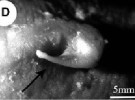 Identifican caracoles costeros con alteración sexual