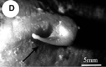 Identifican caracoles costeros con alteración sexual