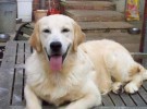 Mis razas favoritas de perros: Golden Retriever, Italian Greyhound, Kerry Blue Terrier, Japanese Spitz, Norfolk Terrier,