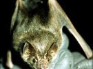 Los murciélagos aun nos guardan misterios