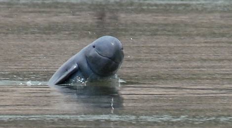 El delfín de Mekong, al borde de la extinción