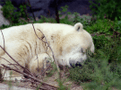 Los últimos osos del Canadá