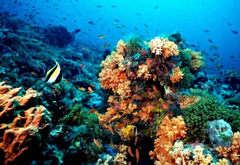 En este siglo desaparecerían los arrecifes de coral