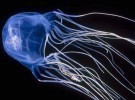 Animales asesinos: las medusas, puesto 8